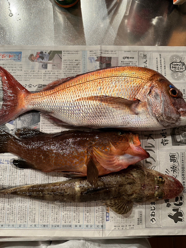 タイの釣果