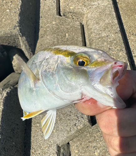 シオの釣果