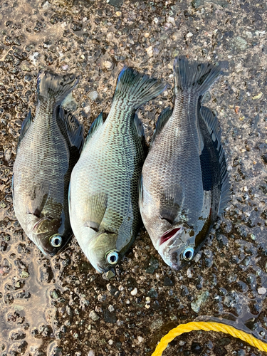 クチブトグレの釣果