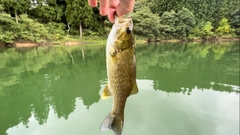 スモールマウスバスの釣果