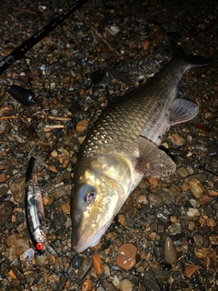 ニゴイの釣果