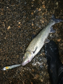 ニゴイの釣果