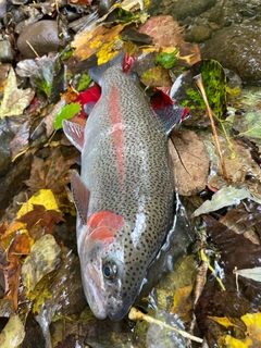 ニジマスの釣果