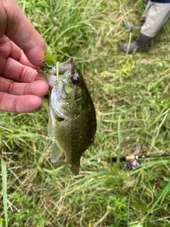 ラージマウスバスの釣果