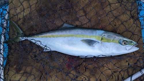 ヤズの釣果