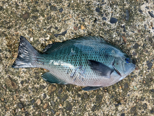 メジナの釣果