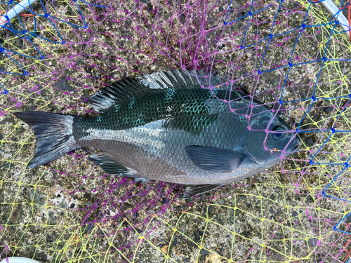 メジナの釣果