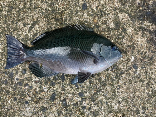 メジナの釣果