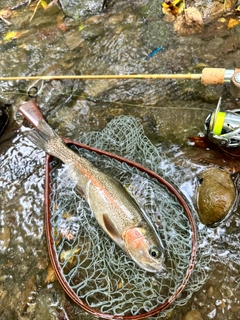 ニジマスの釣果