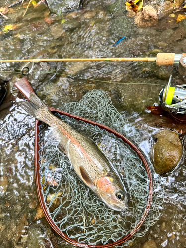 ニジマスの釣果