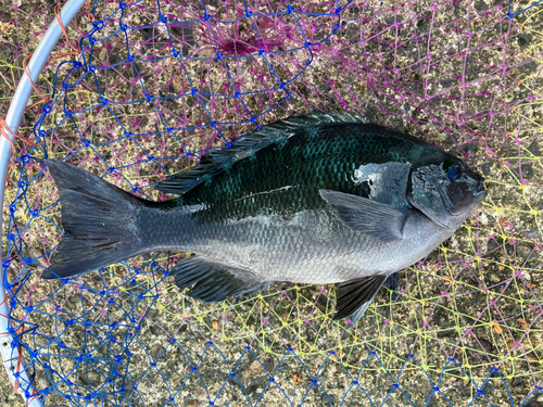 メジナの釣果