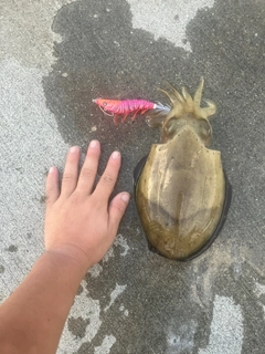 コウイカの釣果