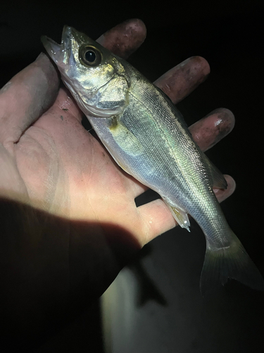 セイゴ（マルスズキ）の釣果