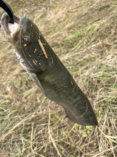 ナマズの釣果