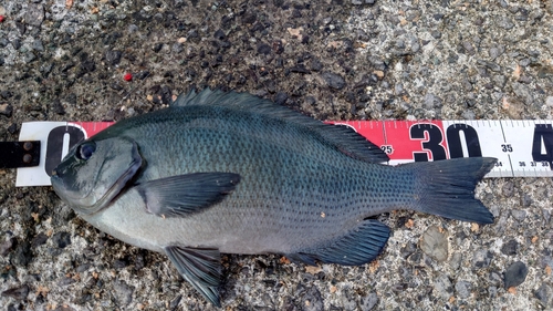 クチブトグレの釣果