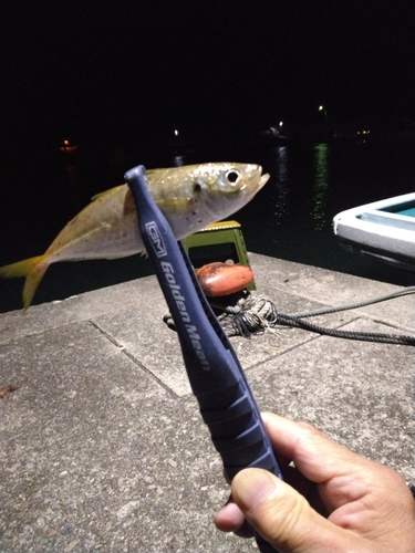 マアジの釣果