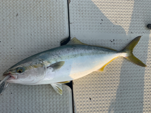 イナダの釣果