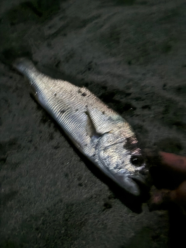 ニベの釣果