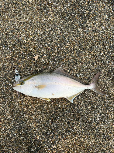 ショゴの釣果