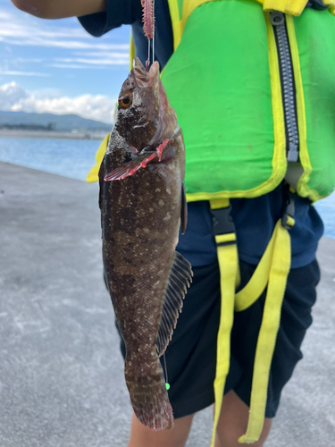 アイナメの釣果