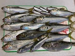 コノシロの釣果