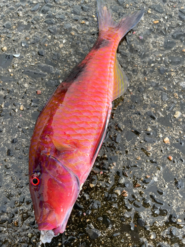 オジサンの釣果