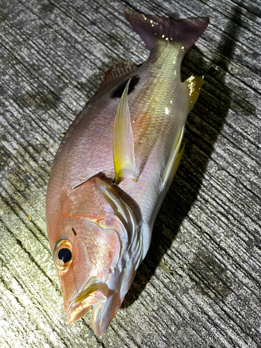 ニセクロホシフエダイの釣果