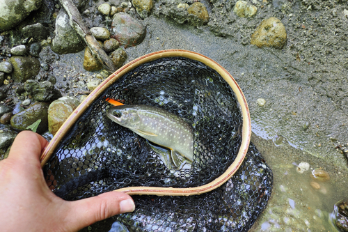 ヤマメの釣果