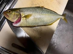 ショゴの釣果