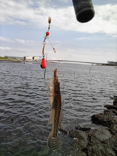 ハゼの釣果