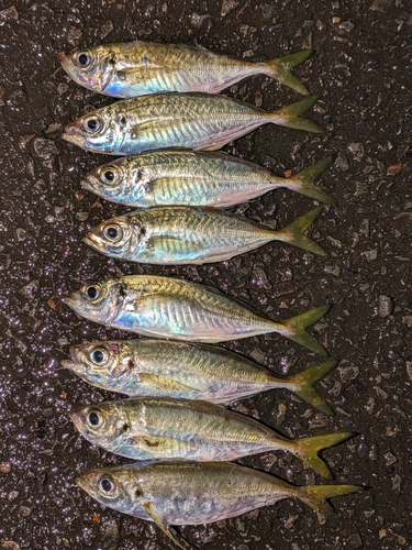 アジの釣果