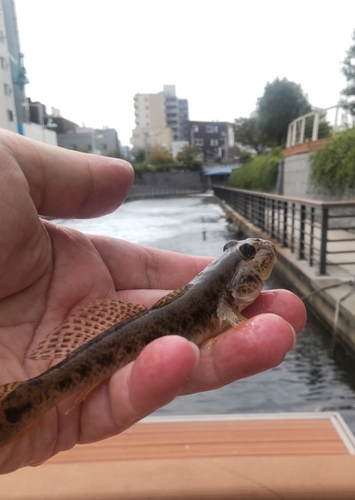 マハゼの釣果