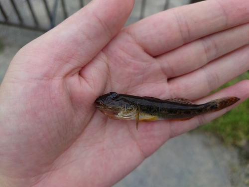 マハゼの釣果