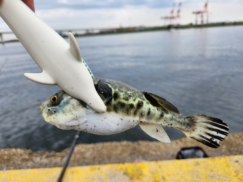 トラフグの釣果