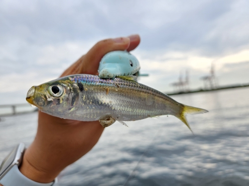 サッパの釣果