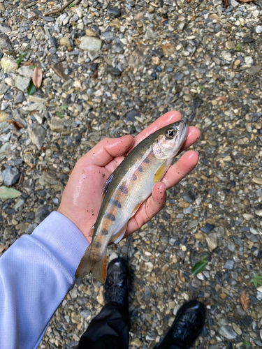 ヤマメの釣果