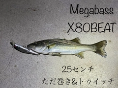 シーバスの釣果