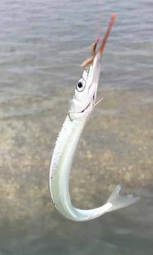 サヨリの釣果