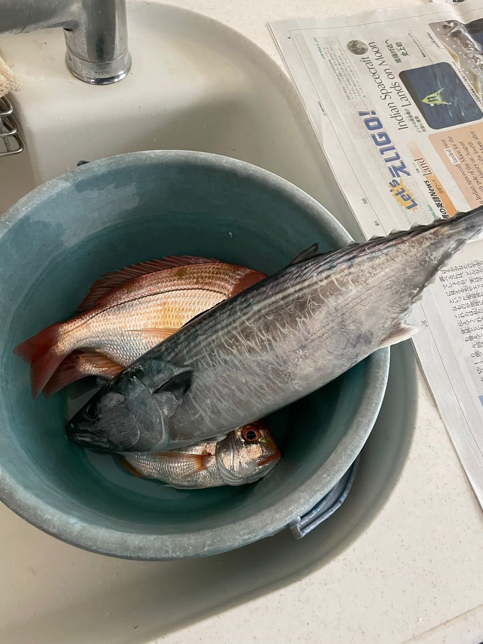 Ryo0103さんの釣果 2枚目の画像