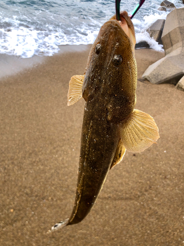 マゴチの釣果