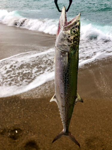 サゴシの釣果