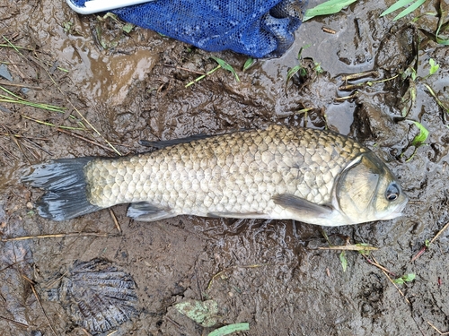 フナの釣果