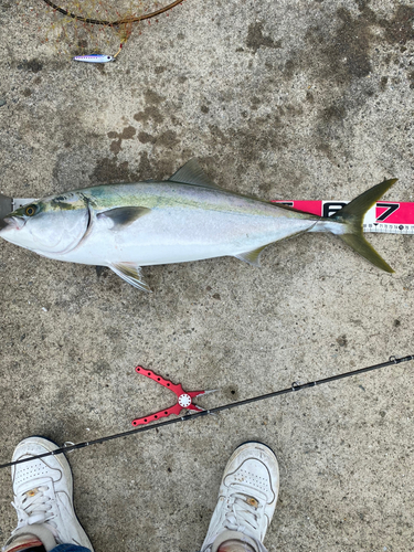 メジロの釣果