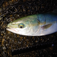 ツバイソの釣果