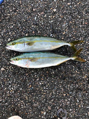 ツバイソの釣果