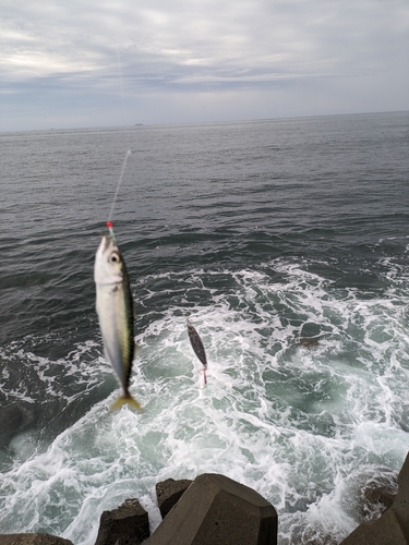 サバの釣果