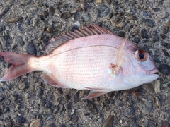 タイの釣果