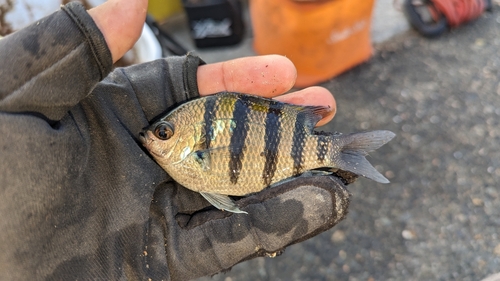 オヤビッチャの釣果