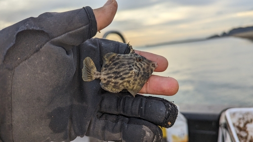 カワハギの釣果