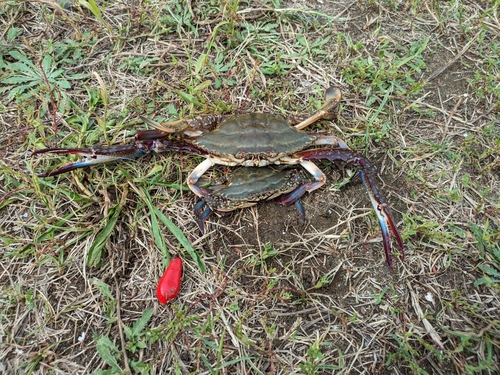 ワタリガニの釣果